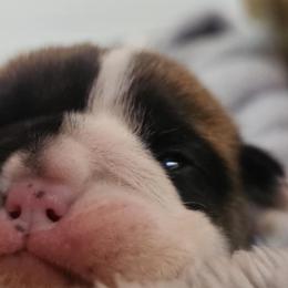 Bulldogs and Pembroke Welsh Corgis from Salted Rim Corgis