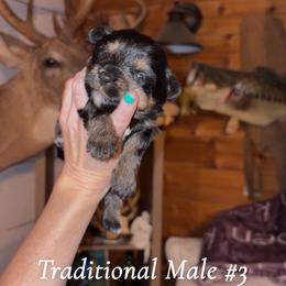 Traditional Boy - Black and tan male Yorkshire Terrier puppy in Gilbertown, Alabama from Sasha's Yorkie Pups