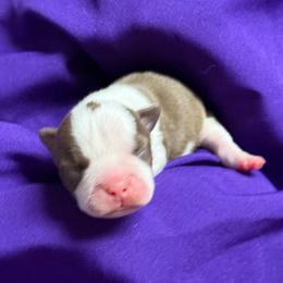 Ron - Red male Boston Terrier puppy in Kingsport, Tennessee from Dreamweaver Bostons