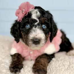 Star - female Australian Mountain Doodle puppy in Miami, Florida from Jade’s Paws & Co. Of Miami LLC