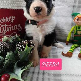 Border Collie Puppies from Stag Valley Homestead