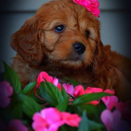 Goldendoodle Puppies from Crazy Cute Kennels