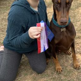 Vizsla All Grown Up from Arailek Vizslas