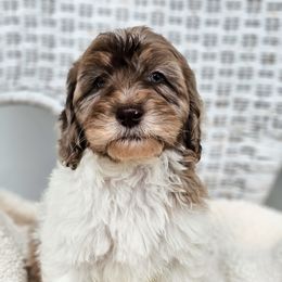 Australian Labradoodle, Cockapoo, Goldendoodle, and Labradoodle Puppies from Dessie's Doodles