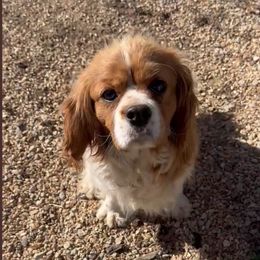 Honey - Cavalier King Charles Spaniel