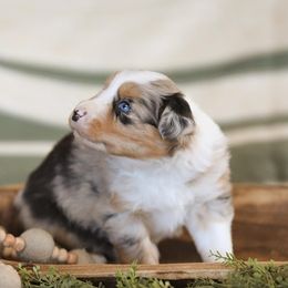 Miniature Australian Shepherd Puppies from ELVF Mini Aussies