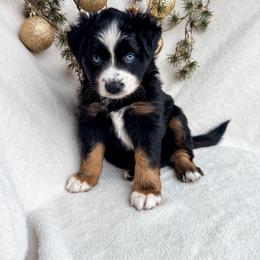 Miniature American Shepherd and Miniature Australian Shepherd Puppies from Sugartop Minis