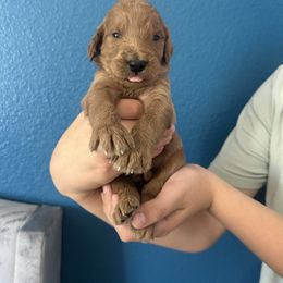 Boy 1 - Red male Assorted Doodle Crosses puppy in San Jacinto, California from Goldens and Doodles