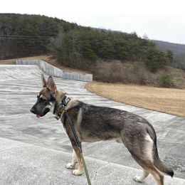 Roam - German Shepherd