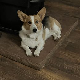 Pembroke Welsh Corgi puppies from Blecker Kennel