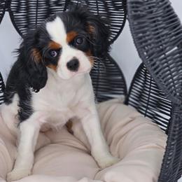 Dahlia - Cavalier King Charles Spaniel