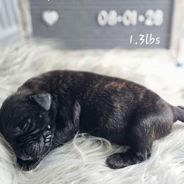 Boy 8 - Brindle male Mastiff puppy in Linton, Indiana from Riggins Mastiffs and Danes