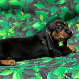 Jeanette - Black and tan female Dachshund puppy in Colbert, Oklahoma from Brooke Crenshaw