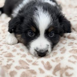 Boy 1 - Black tri male Miniature Australian Shepherd puppy in Arcadia, Indiana from Sunset Cowgirl Mini Aussies