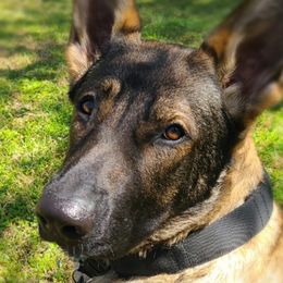 Nala - German Shepherd