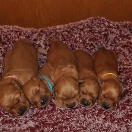 Golden Retriever Puppies from Aurora's Northern Goldens