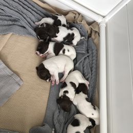 German Shorthaired Pointer Puppies from Chasing Kaya