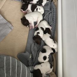 German Shorthaired Pointer Puppies from Chasing Kaya