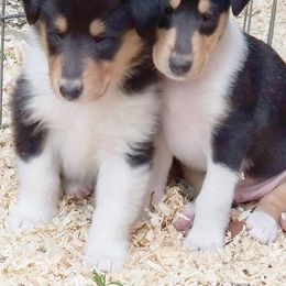 Collie and Shetland Sheepdog Puppies from Zandria Collies and Shetland Sheepdogs