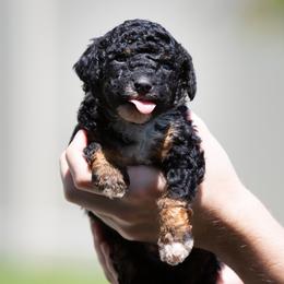 Toad - Black tri-color male Aussiedoodle puppy in Jacksonville, Florida from Lolo’s Aussiedoodle