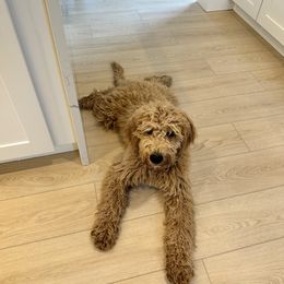 Ty - Dark golden Double Doodle puppy in Kent, Washington from Riverside Doodles - Seattle (A+ genetics)