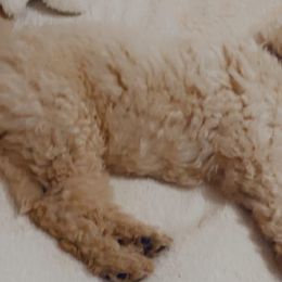 Goldendoodles and Golden Retrievers from Southern Golden Beauties