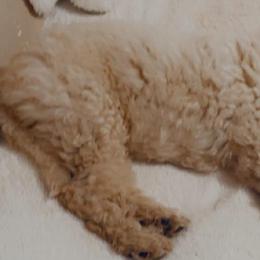 Goldendoodles and Golden Retrievers from Southern Golden Beauties