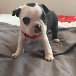 Red collar - Black brindle and white female Boston Terrier puppy in Sunnyside, Washington from Boston Terriers