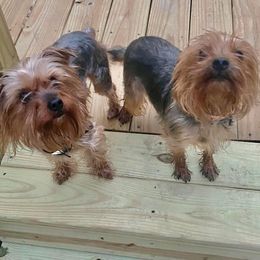 Yorkshire Terriers from Ammie's Yorkies