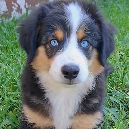 Aussiedoodle and Miniature Australian Shepherd Puppies from Aussies Acre