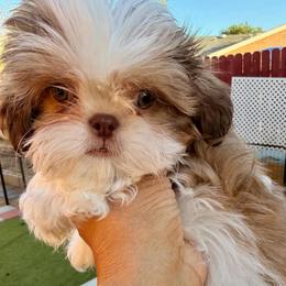 Freddy - Gold and white male Shih Tzu puppy in Victorville, California from RUMBLE n TUMBLE