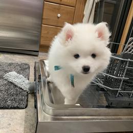 American Eskimo Dog Puppies from Graces'