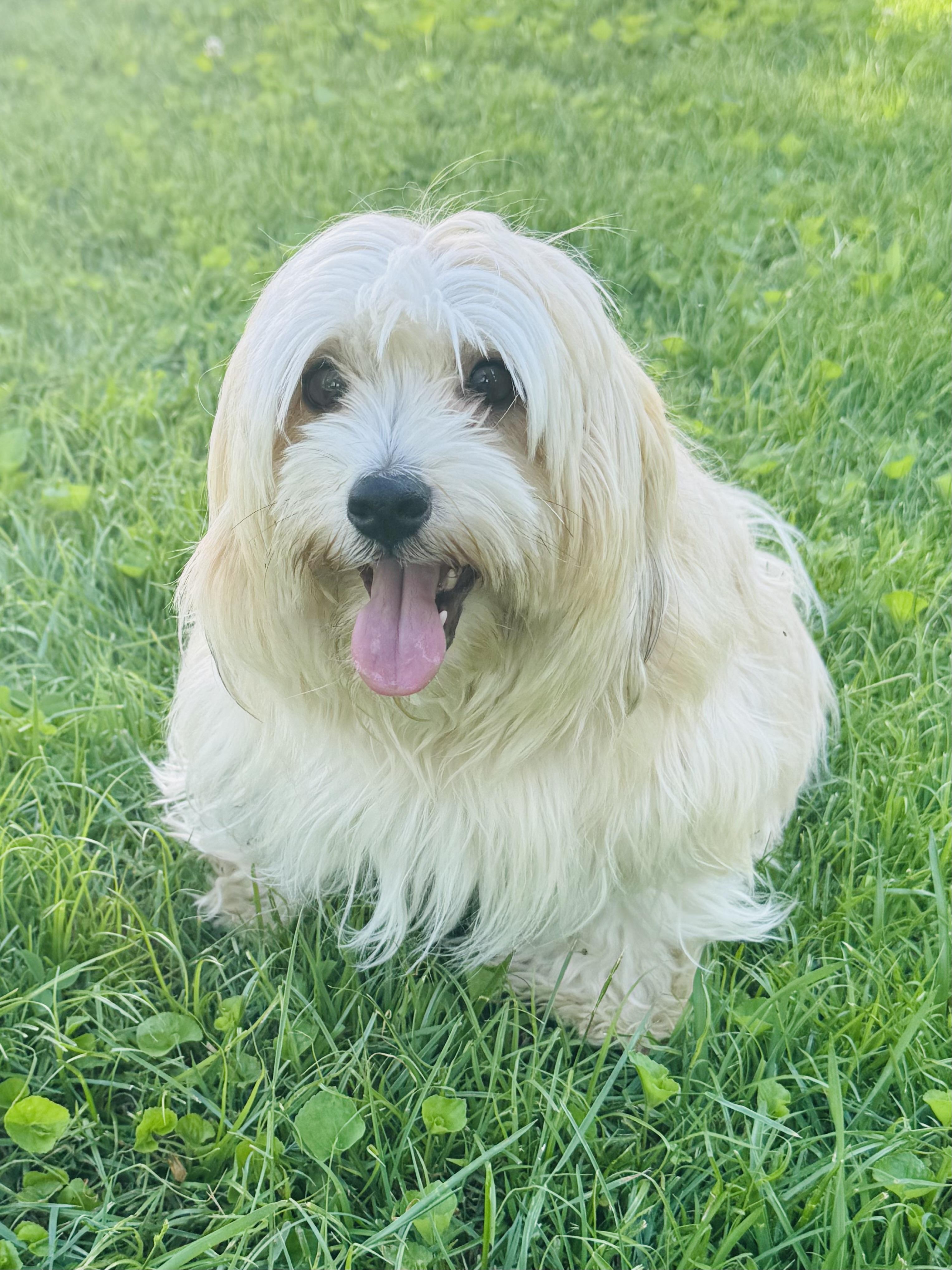 Trixie