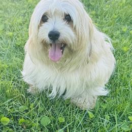 Trixie - Havanese
