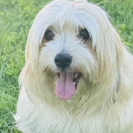 Trixie - Havanese