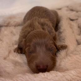 Tulip - Fawn (isabella) and tan female Dachshund puppy in Wallingford, Kentucky from Hensley Homestead Dachshunds
