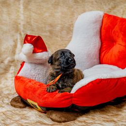 Orange - Gold brindle male Dutch Shepherd puppy in Auburn, Georgia from Faberge Hollandse Herdershond