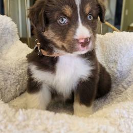 Please read description - Red tri-color female Miniature American Shepherd puppy in Georgetown, California from Foothill Aussies