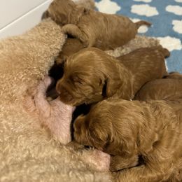 Goldendoodle Puppies from Summer Sun Doodles