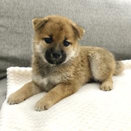 Jiro - Red male Shiba Inu puppy in Houston, Texas from Sakura Blossom Shibas