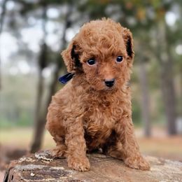 Clara - Red  female Goldendoodle puppy in Pittsburg, Texas from Grace Springs Goldendoodles