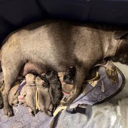 Lola (red) - Silver female Pug puppy in Hereford, Arizona from Broken Road Ranch Pugs