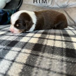 RTM - Red tri male Miniature Australian Shepherd puppy in Tallapoosa, Georgia from Williams Shepherds
