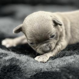 Echo - Blue female Chihuahua puppy in Lee Center, New York from Alfheim-Andromeda Chihuahua's (A &A's)