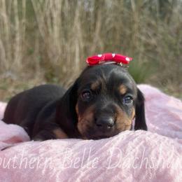 Anna - Black and tan female Dachshund puppy in Colbert, Georgia from Southern Belle Dachshunds