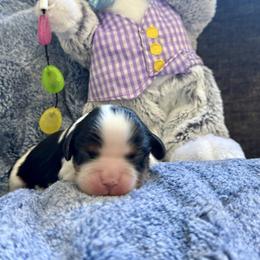 Rose - Tri-color female Cavalier King Charles Spaniel puppy in Huntington Beach, California from Russell Cavailers