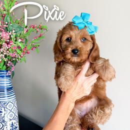 Pixie - Red female Cavapoo puppy in South Jordan, Utah from Wonderful World Doodles