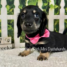 Emery - Black and cream female Dachshund puppy in Lakeland, Florida from Ruthie’s Rich Mini Dachshunds