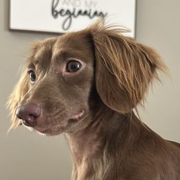 Luna - Dachshund