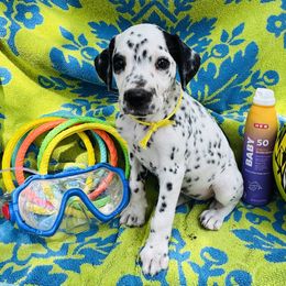 Yellow (LUA) - White and black female Dalmatian puppy in Westhoff, Texas from Smart Dalmatians